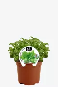 Hierba aromática en maceta, planta de albahaca ecológica XXL para huertos urbanos, cultivo orgánico, semillas de calidad, ideal para cocinar y recetas saludables, crecimiento natural.