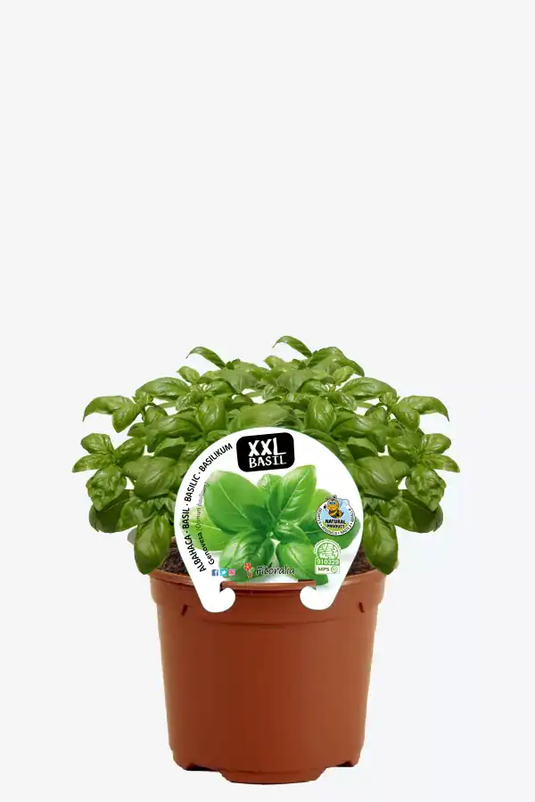 Hierba aromática en maceta, planta de albahaca ecológica XXL para huertos urbanos, cultivo orgánico, semillas de calidad, ideal para cocinar y recetas saludables, crecimiento natural.