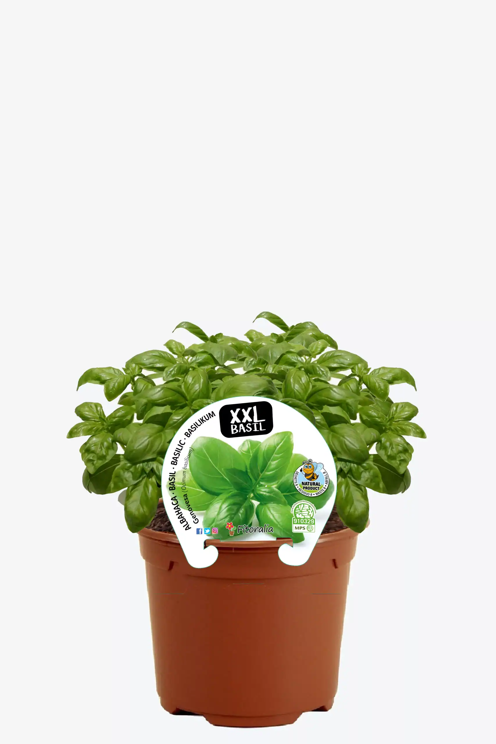 Hierba aromática en maceta, planta de albahaca ecológica XXL para huertos urbanos, cultivo orgánico, semillas de calidad, ideal para cocinar y recetas saludables, crecimiento natural.