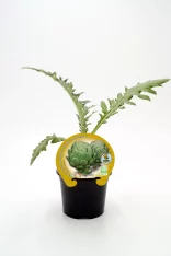 Variedad de alcachofa en maceta, cultivo ecológico y saludable, promoviendo la agricultura orgánica y sustentable, ideal para huertos urbanos y jardinería ecológica en casa.