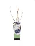 Arándanos en maceta con soporte para plantas en interior o exterior, perfectos para cultivo ecológico y cuidado en casa, ideal para promover una alimentación saludable y sostenible.