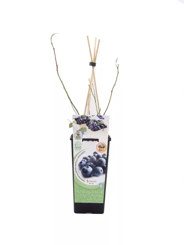 Arándanos en maceta con soporte para plantas en interior o exterior, perfectos para cultivo ecológico y cuidado en casa, ideal para promover una alimentación saludable y sostenible.