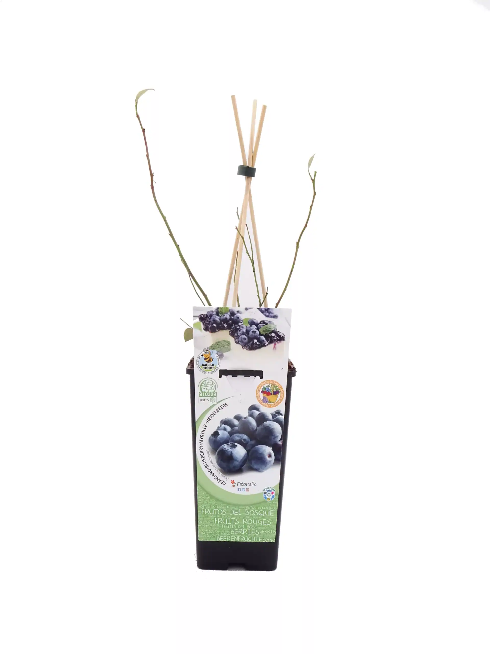 Arándanos en maceta con soporte para plantas en interior o exterior, perfectos para cultivo ecológico y cuidado en casa, ideal para promover una alimentación saludable y sostenible.