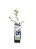 Arándano en maceta, planta de fruta orgánica para cultivo en casa, con hojas verdes y tallos robustos, ideal para huertos urbanos, de agricultura ecológica y cultivo sostenible.