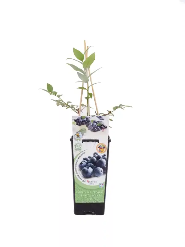 Arándano en maceta, planta de fruta orgánica para cultivo en casa, con hojas verdes y tallos robustos, ideal para huertos urbanos, de agricultura ecológica y cultivo sostenible.