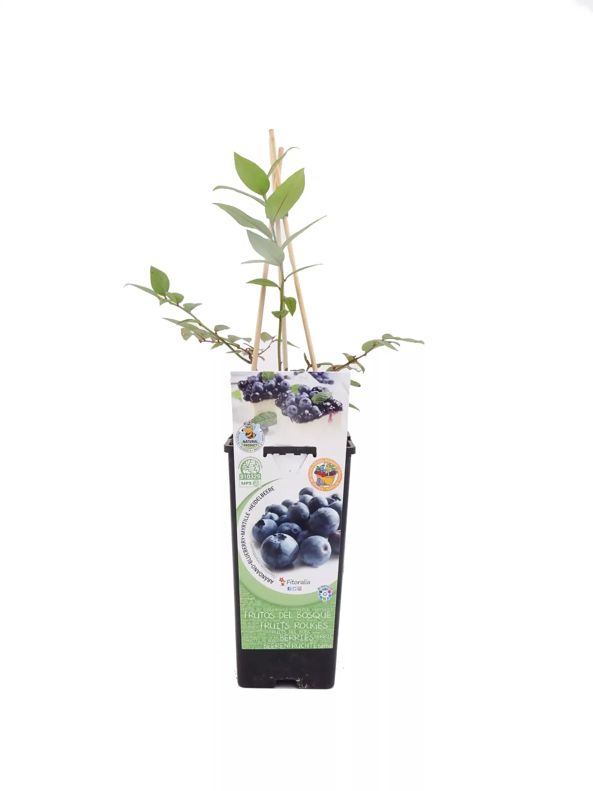 Arándano en maceta, planta de fruta orgánica para cultivo en casa, con hojas verdes y tallos robustos, ideal para huertos urbanos, de agricultura ecológica y cultivo sostenible.