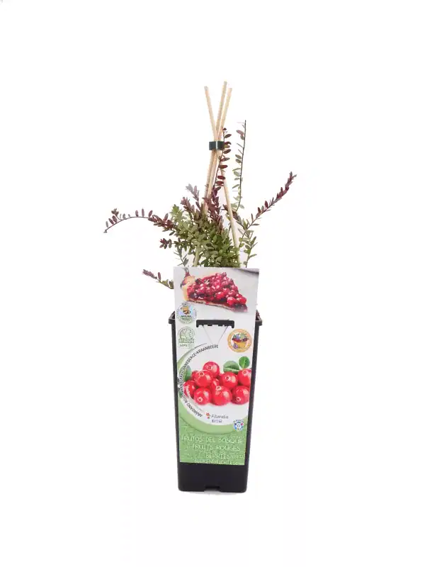 Ramo de arbustos de arándanos en maceta con etiquetas de certificación ecológica y un cartel promocional con imágenes de frutos rojos frescos y cultivo orgánico.