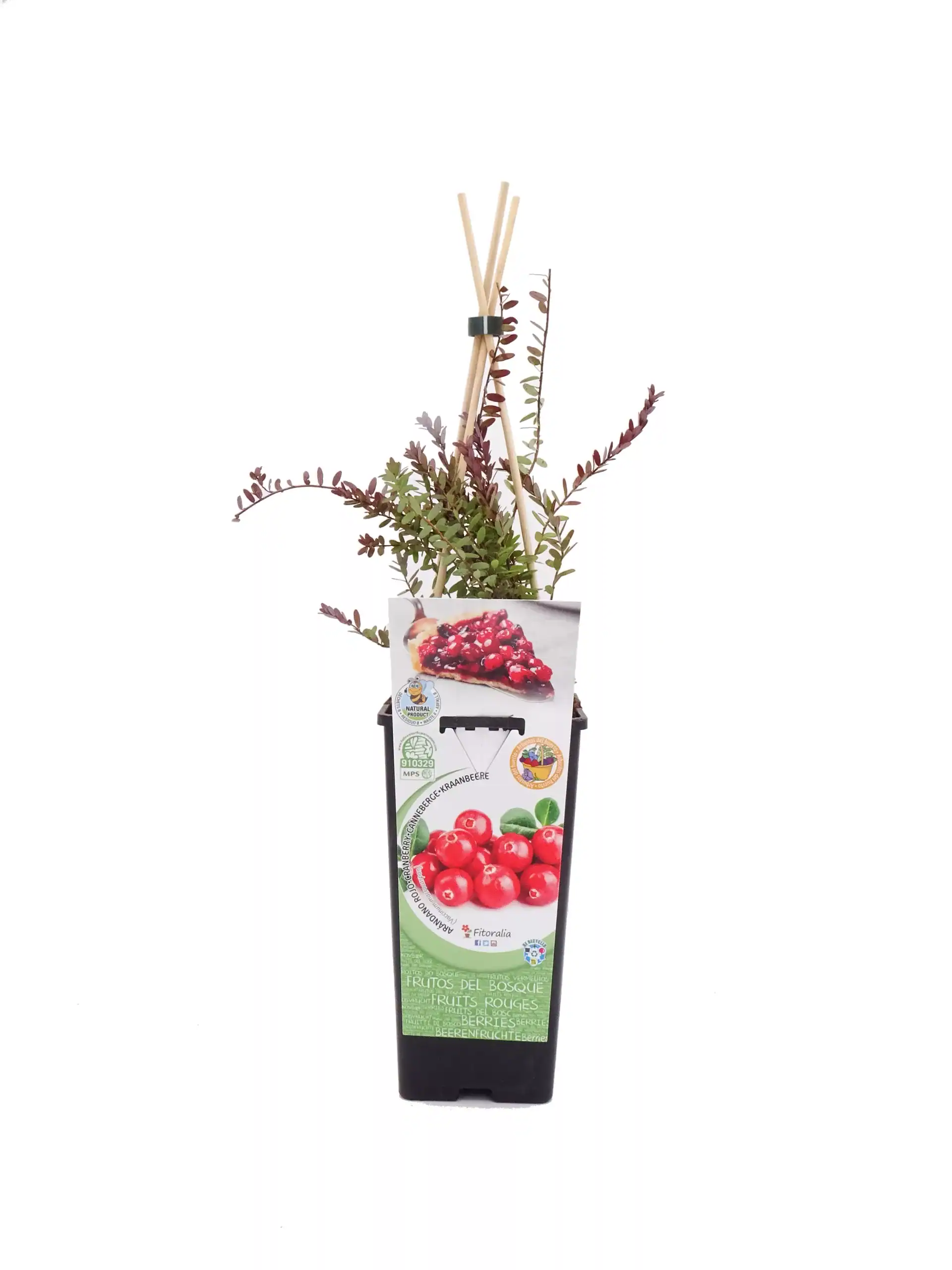 Ramo de arbustos de arándanos en maceta con etiquetas de certificación ecológica y un cartel promocional con imágenes de frutos rojos frescos y cultivo orgánico.
