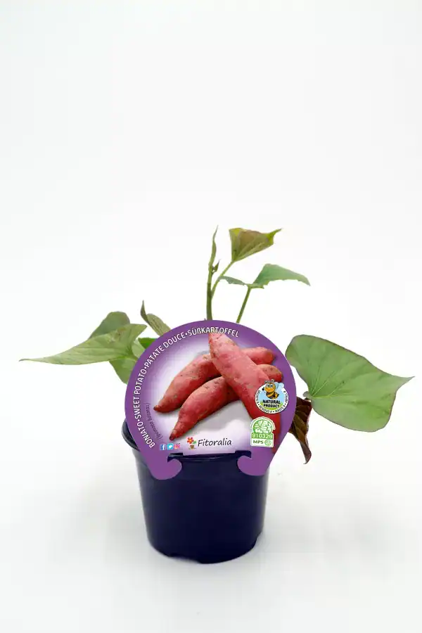 Rábano rosa en maceta con hojas verdes saludables para cultivo ecológico en huertos orgánicos.