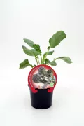 Broccoli en maceta, cultivo orgánico, huerto ecológico, verduras saludables, agricultura sostenible, huerto.bio, cultivo propio de verduras, alimentos frescos y naturales.