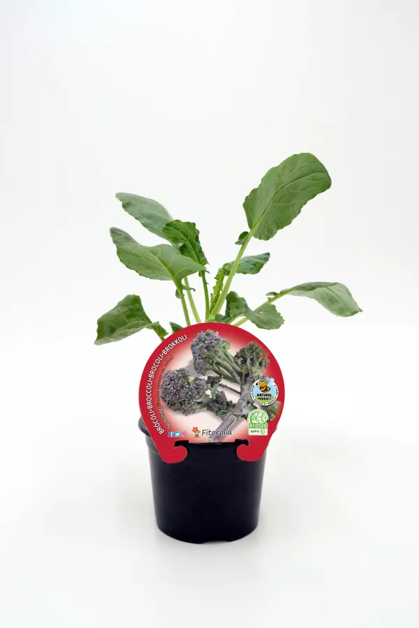 Broccoli en maceta, cultivo orgánico, huerto ecológico, verduras saludables, agricultura sostenible, huerto.bio, cultivo propio de verduras, alimentos frescos y naturales.
