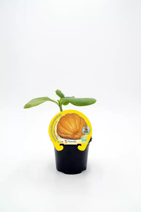 Crespón de calabaza en maceta con etiqueta y hojas verdes, cultivo ecológico en vivero, productos orgánicos, huerto sostenible, agricultura ecológica, plantación de calabazas.