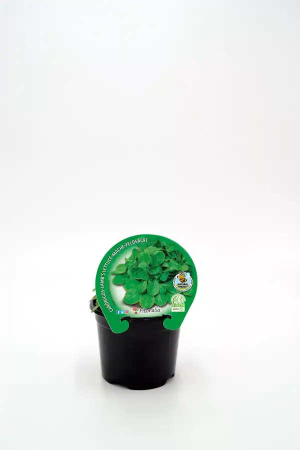 Verde que crece en maceta, vegetal de hoja ancha, en un fondo blanco, producto natural, ideal para huerto urbano, sustentabilidad y cultivo ecológico.