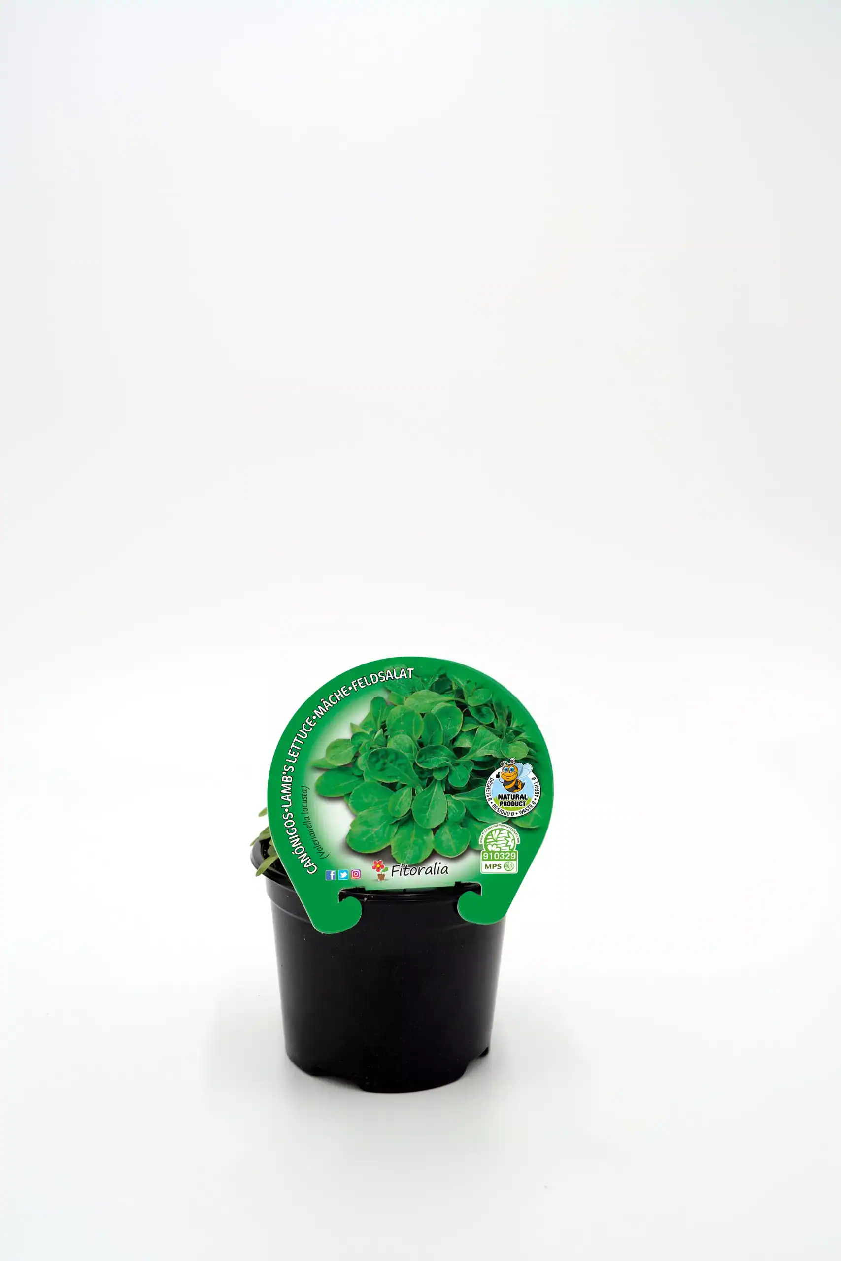 Verde que crece en maceta, vegetal de hoja ancha, en un fondo blanco, producto natural, ideal para huerto urbano, sustentabilidad y cultivo ecológico.