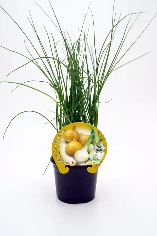 Hierba de cebolla en maceta con etiqueta, cultivo ecológico y saludable, ideal para huerto urbano y cocina, tamaño compacto y fácil de cuidar.