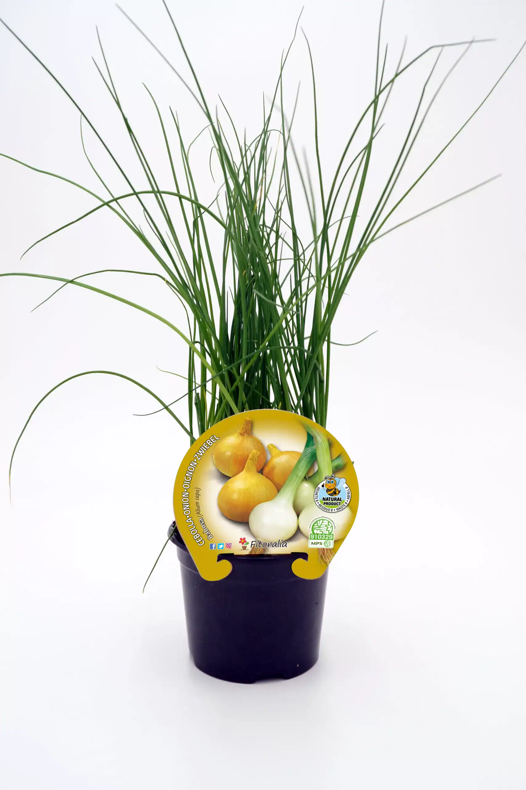 Hierba de cebolla en maceta con etiqueta, cultivo ecológico y saludable, ideal para huerto urbano y cocina, tamaño compacto y fácil de cuidar.