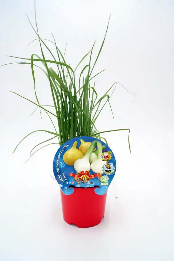 Cebolla y ajo ecológicos en maceta, cultivo natural, huerto sostenible, productos bio, huerto.bio.