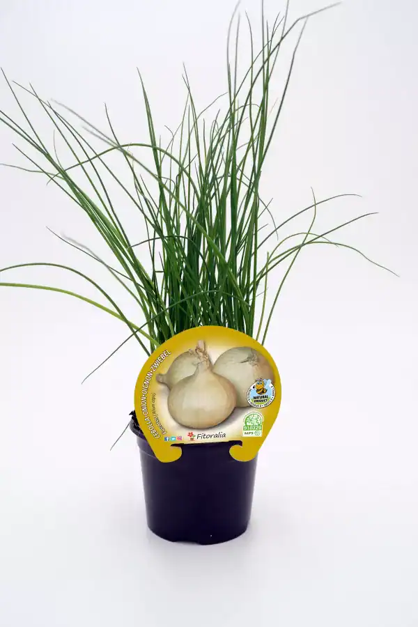 Cebolleta orgánica en maceta, hierba aromática cultivada sin pesticidas, ideal para huertos ecológicos y cocina saludable, producto natural y de agricultura sostenible.