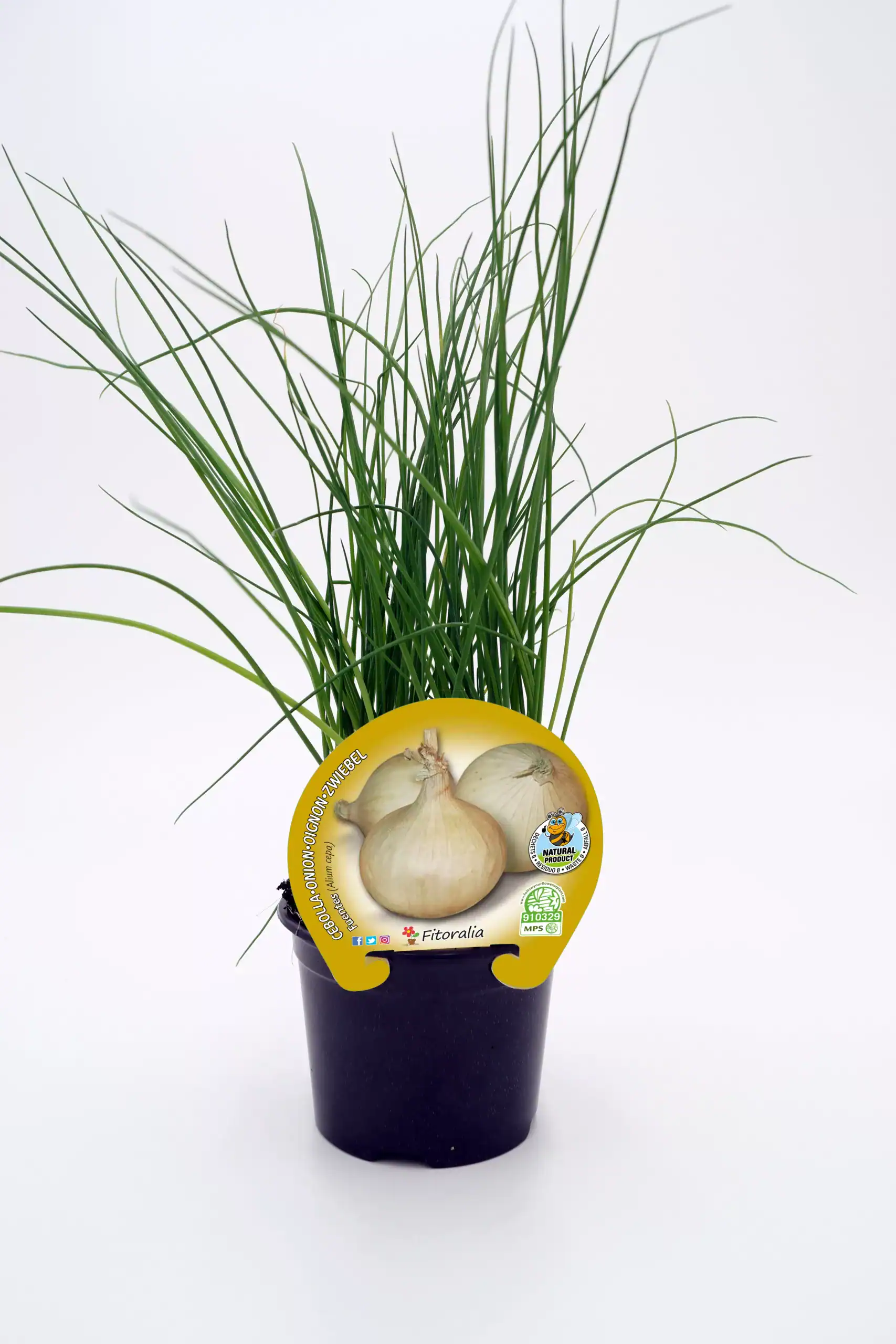 Cebolleta orgánica en maceta, hierba aromática cultivada sin pesticidas, ideal para huertos ecológicos y cocina saludable, producto natural y de agricultura sostenible.