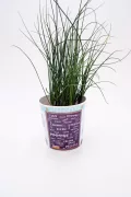 Verdor de hierba aromática en maceta con diseño decorativo, ideal para huertos urbanos y cocina ecológica, cultivo de plantas orgánicas, perfectas para decoración y alimentación saludable.