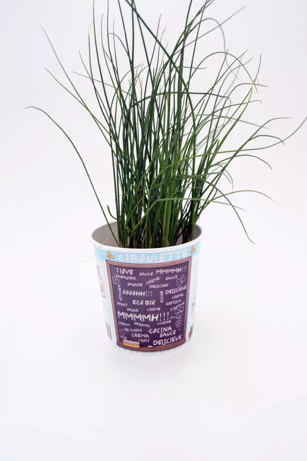 Verdor de hierba aromática en maceta con diseño decorativo, ideal para huertos urbanos y cocina ecológica, cultivo de plantas orgánicas, perfectas para decoración y alimentación saludable.