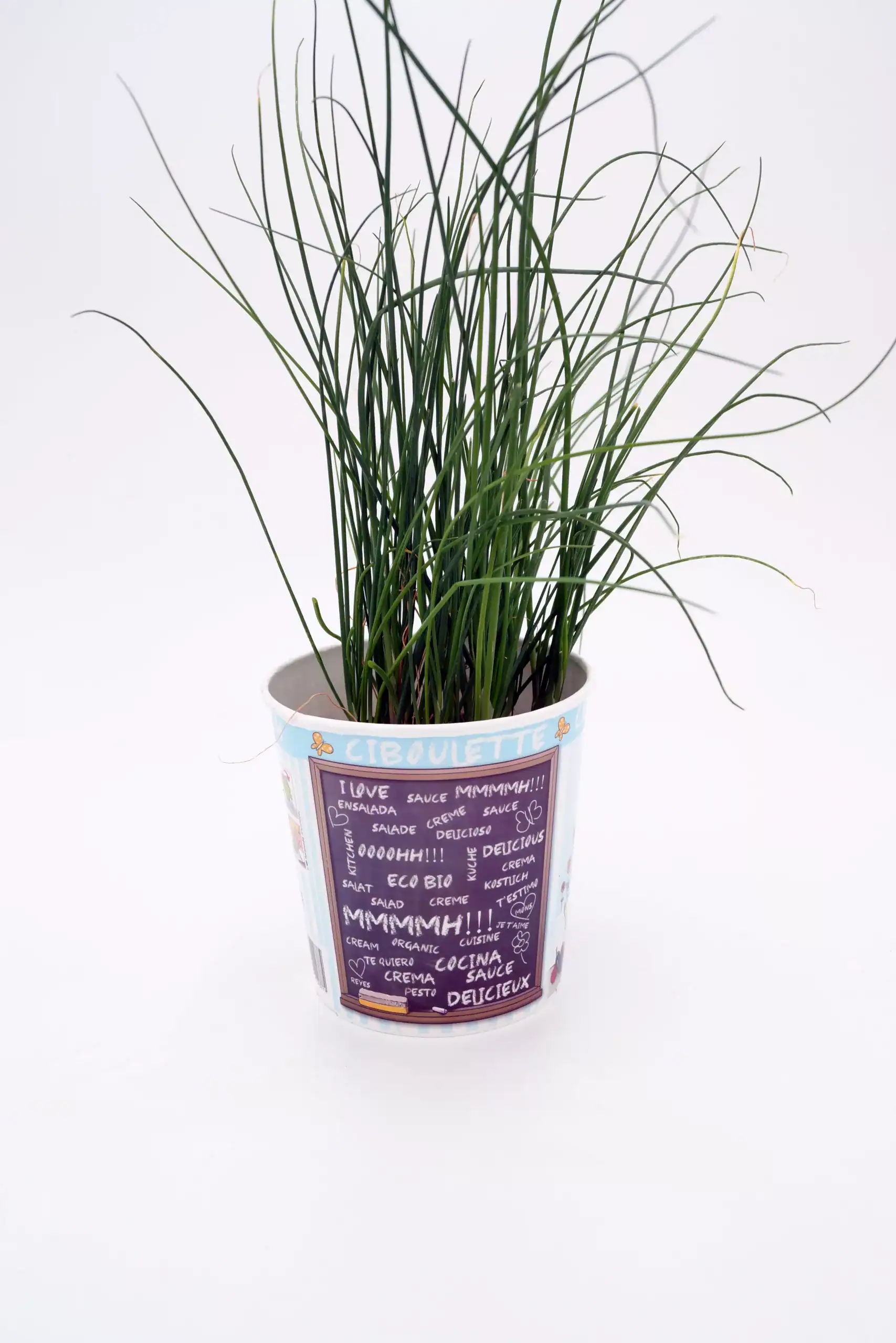 Verdor de hierba aromática en maceta con diseño decorativo, ideal para huertos urbanos y cocina ecológica, cultivo de plantas orgánicas, perfectas para decoración y alimentación saludable.
