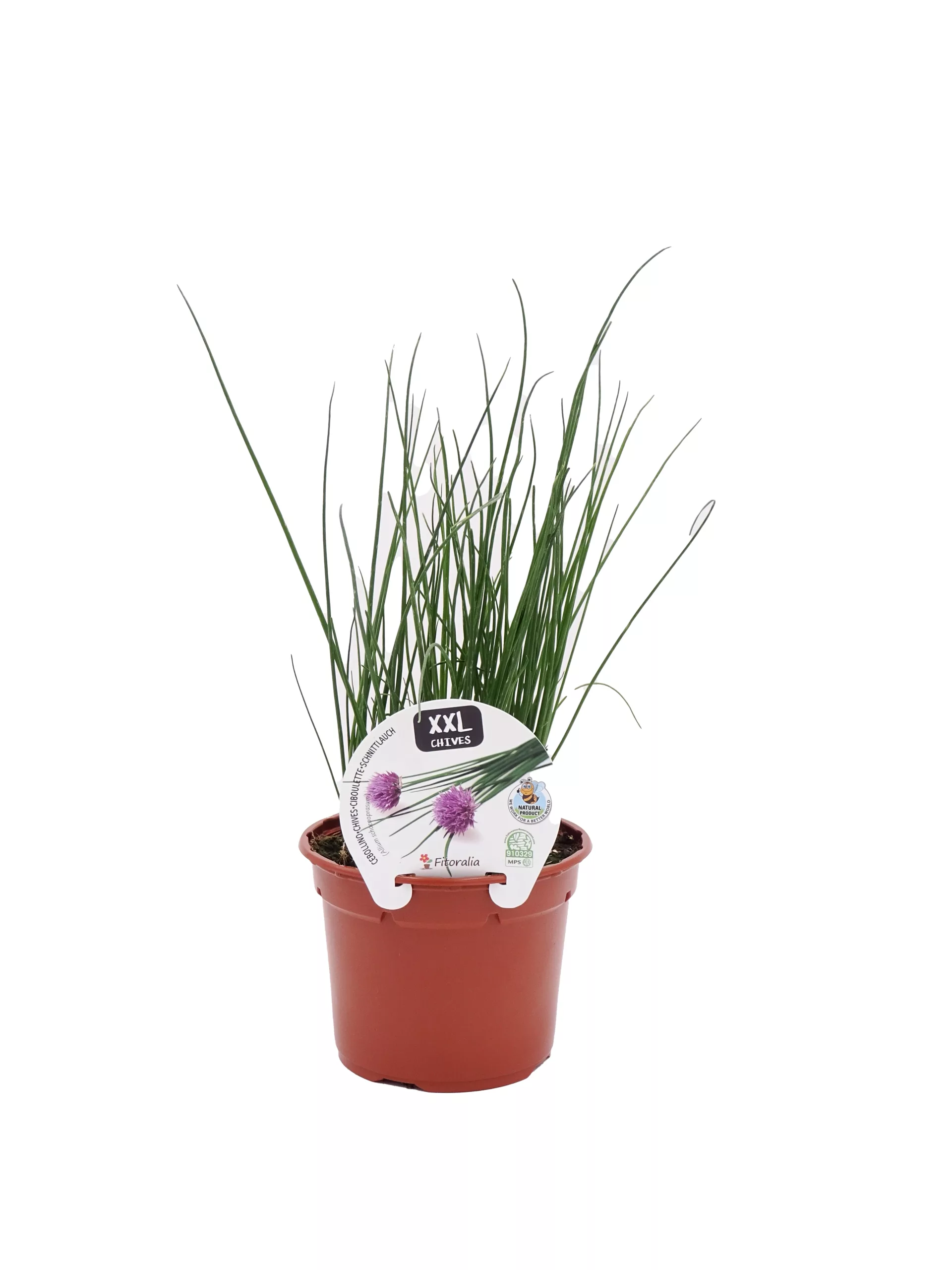 Hierba de gluten de trigo en maceta para cultivo ecológico, ideal para ensaladas y recetas saludables. Cultiva en casa con semillas orgánicas y disfruta de su sabor fresco y nutritivo.