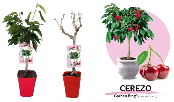 Árbol de cerezo en maceta, ideal para cultivo en hogar, con frutas rojas maduras, planta de cerezo Garden Bing para huertos urbanos y jardinería ecológica.