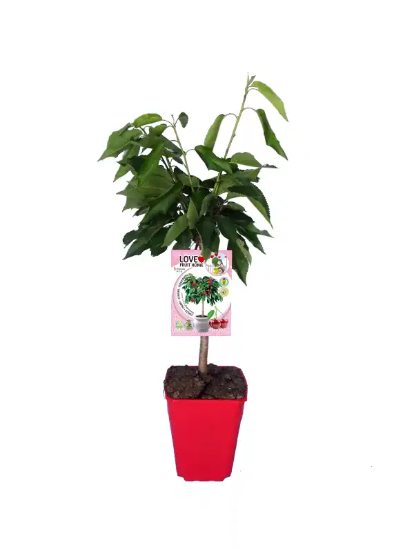 Árbol frutal en maceta, con hojas verdes y etiquetado de cultivo ecológico.