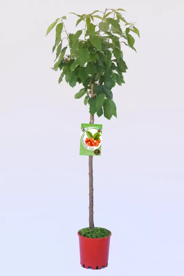 Árbol de cerezo en maceta, cultivo ecológico de cerezas rojas, saludable y natural para huerto urbano, ideal para jardinero ecológico y agricultura sostenible.