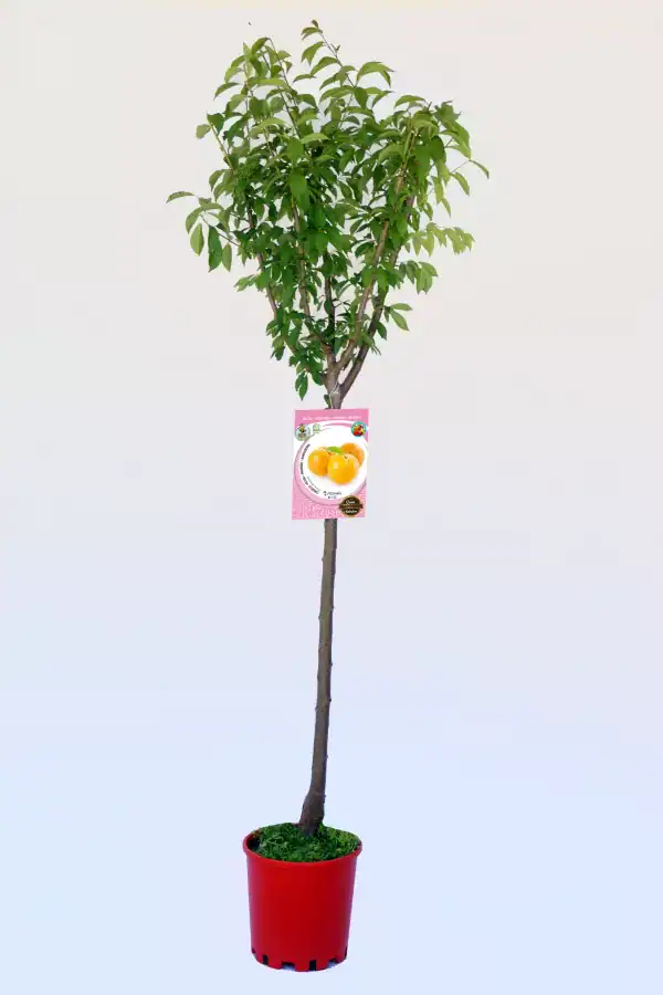 Árbol frutal en maceta con etiqueta de ciruela, cultivo ecológico y fruta orgánica, ideal para huertos urbanos y jardinería ecológica, variedad resistente y fácil de cuidar.