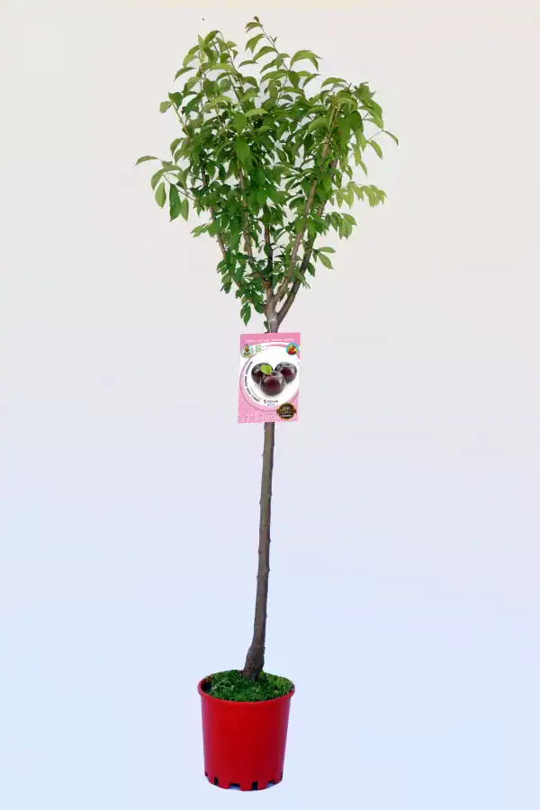 Árbol de cerezo en maceta con etiqueta de fruta madura, planta frutal ecológica, excelente para huertos urbanos, cultivo en casa y jardinería sostenible, variedad de cerezo para espacios pequeños.