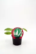 Nabo chino en maceta, huerto.bio, cultivo ecológico, huerto urbano, vegetales frescos y naturales.