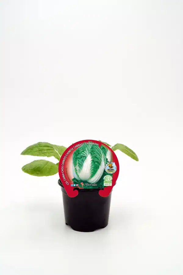 Nabo chino en maceta, huerto.bio, cultivo ecológico, huerto urbano, vegetales frescos y naturales.
