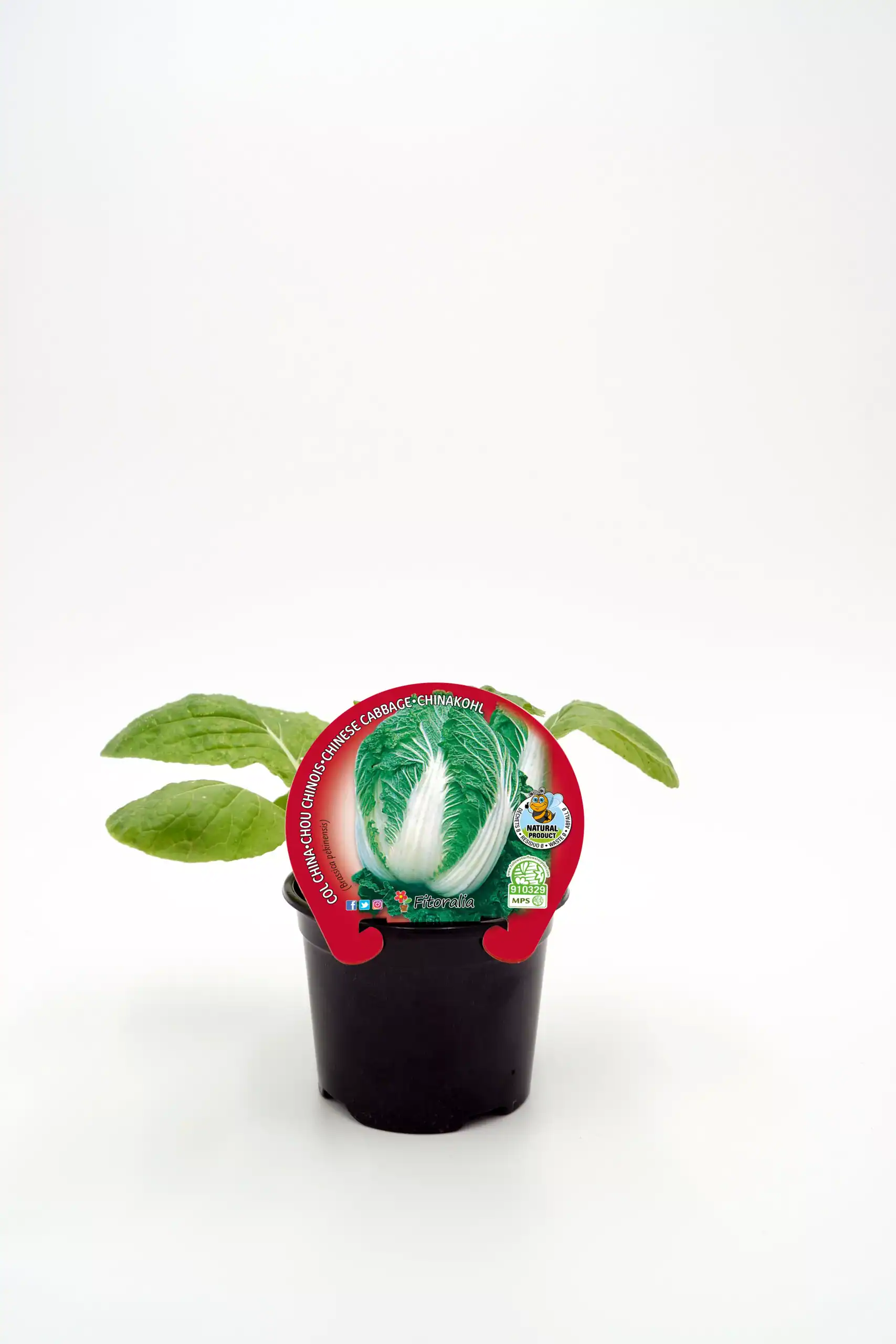 Nabo chino en maceta, huerto.bio, cultivo ecológico, huerto urbano, vegetales frescos y naturales.
