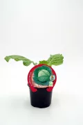 Caballo de rueda con repollo verde en maceta, cultivo ecológico para huerto urbano, plantación de verduras orgánicas, cultivo sostenible y saludable, huerto ecológico en casa.