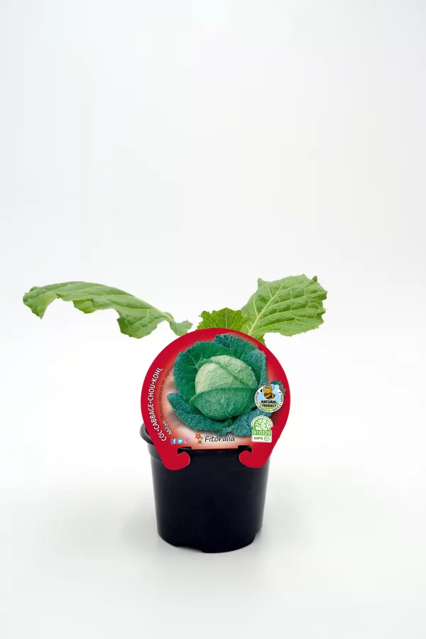 Caballo de rueda con repollo verde en maceta, cultivo ecológico para huerto urbano, plantación de verduras orgánicas, cultivo sostenible y saludable, huerto ecológico en casa.