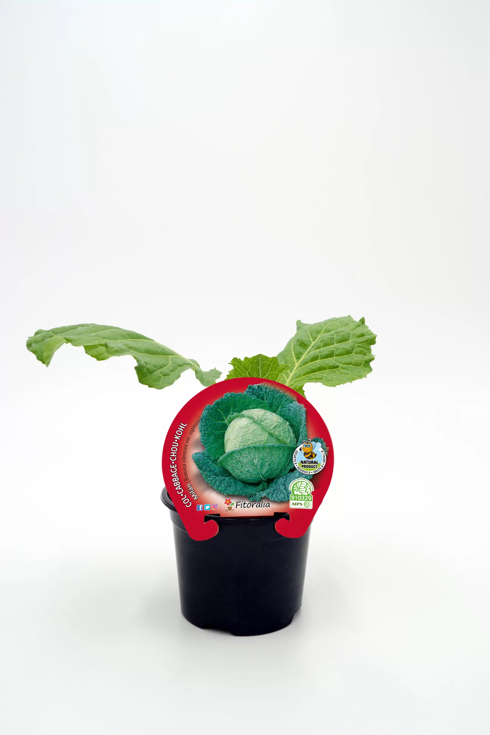 Caballo de rueda con repollo verde en maceta, cultivo ecológico para huerto urbano, plantación de verduras orgánicas, cultivo sostenible y saludable, huerto ecológico en casa.