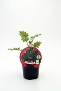 Kale-kalechou-chou kale-kalechou kalechou kale-chou, verdura orgánica, cultivo ecológico, huerto urbano, vegetal saludable, agricultura sostenible, huerto.bio.