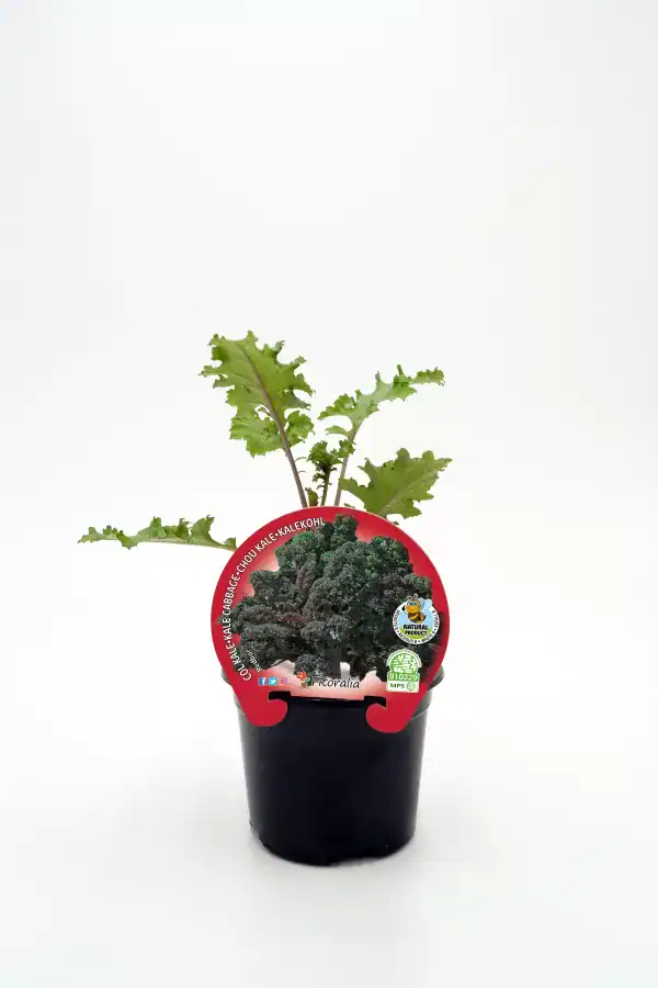 Kale-kalechou-chou kale-kalechou kalechou kale-chou, verdura orgánica, cultivo ecológico, huerto urbano, vegetal saludable, agricultura sostenible, huerto.bio.