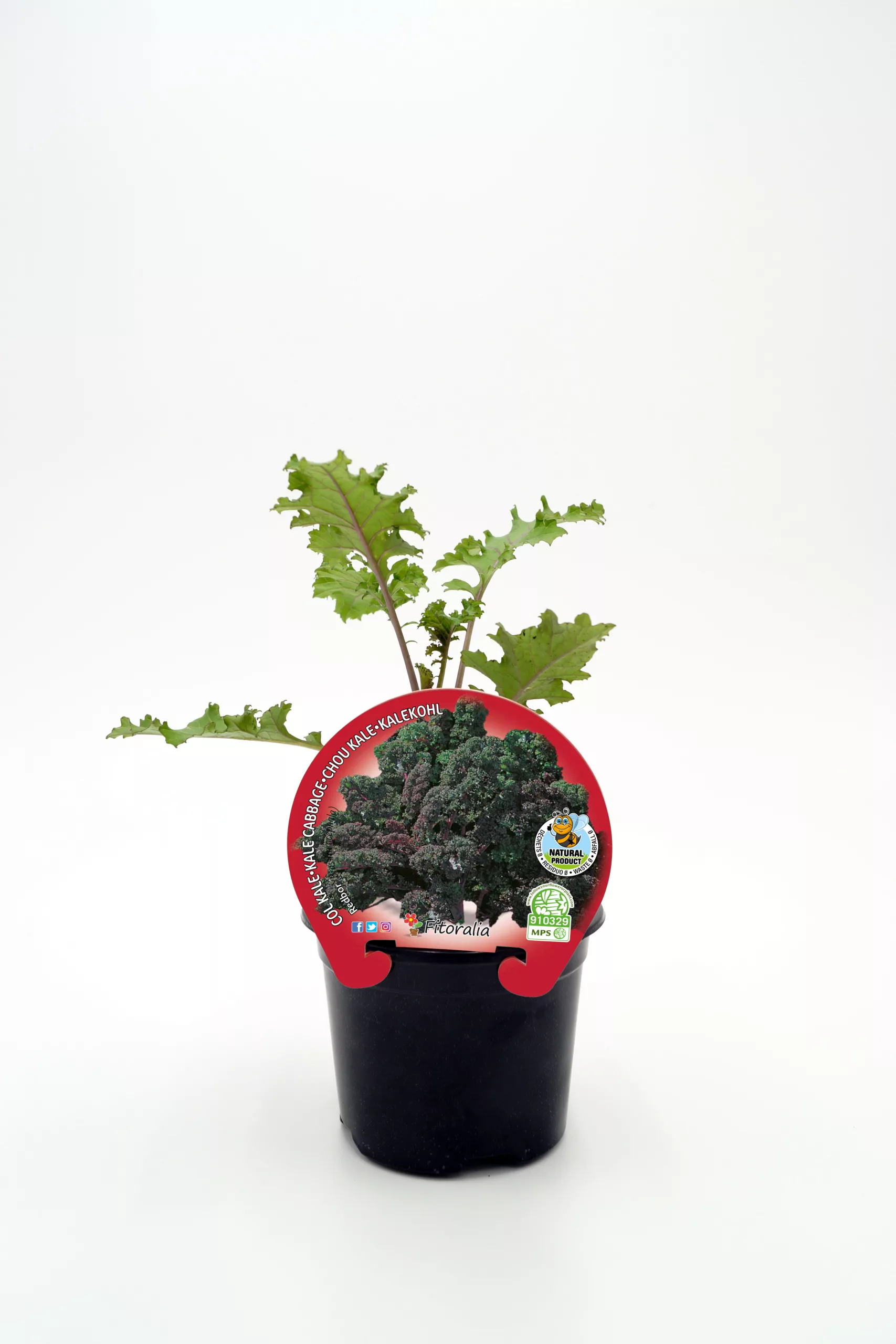 Kale-kalechou-chou kale-kalechou kalechou kale-chou, verdura orgánica, cultivo ecológico, huerto urbano, vegetal saludable, agricultura sostenible, huerto.bio.