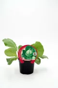 Judia de col en maceta, cultivo ecológico de huerto.bio para alimentación saludable y sostenible.