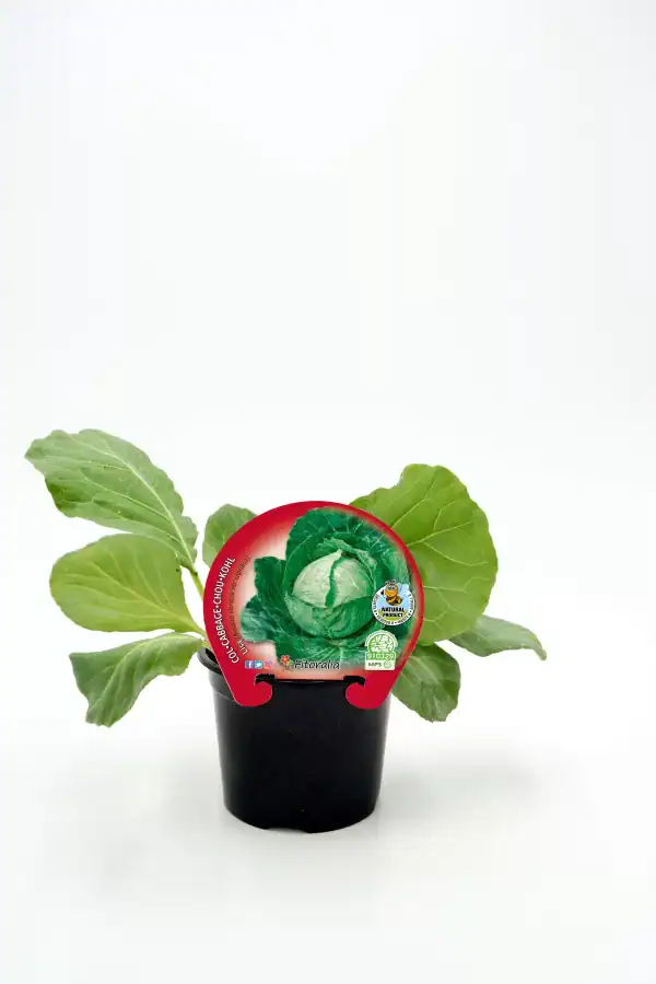 Judia de col en maceta, cultivo ecológico de huerto.bio para alimentación saludable y sostenible.