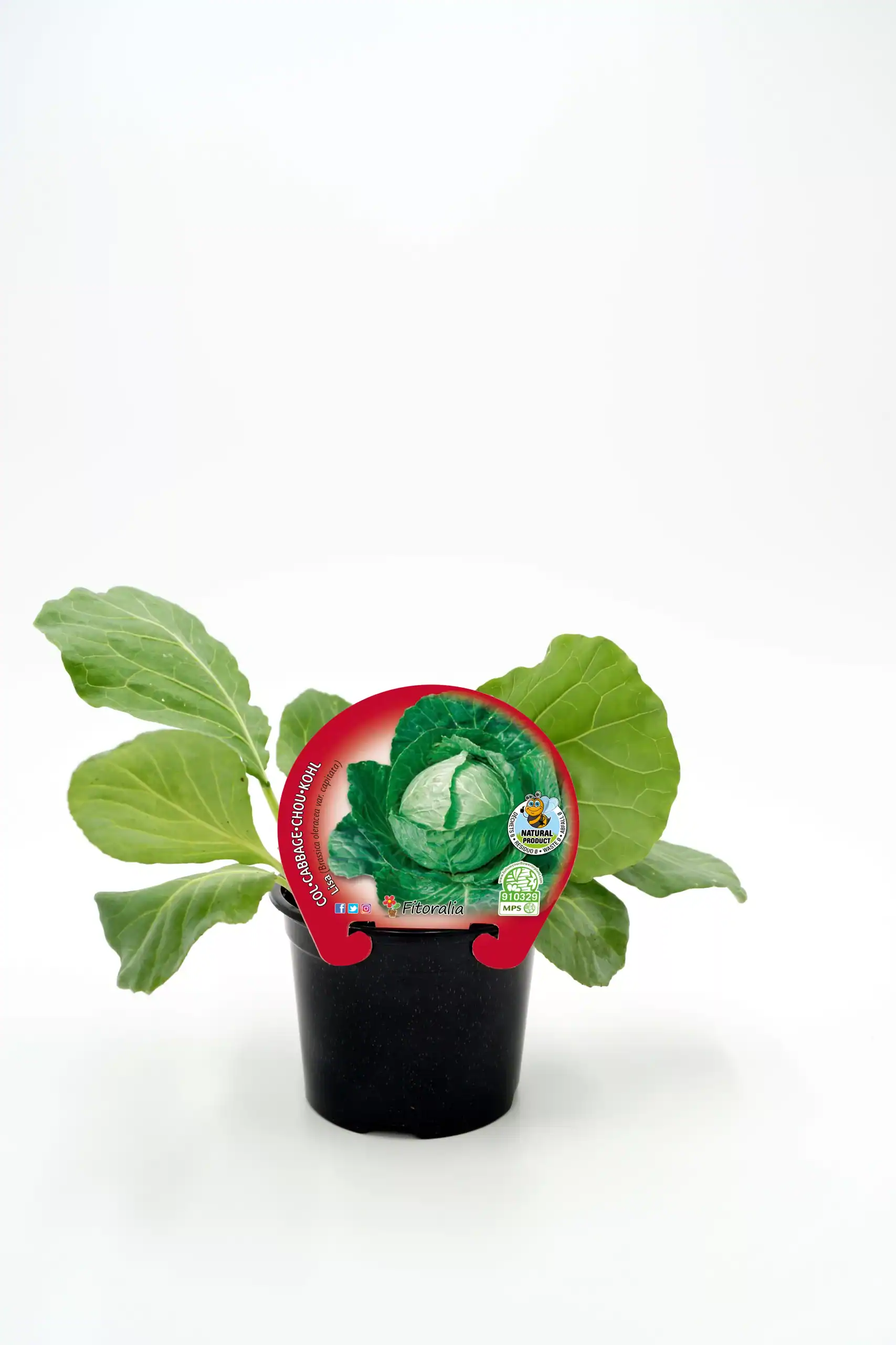 Judia de col en maceta, cultivo ecológico de huerto.bio para alimentación saludable y sostenible.
