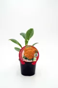 Zanahoria ornamental en maceta, cultivo ecológico, huerto orgánico, producto natural, horticultura sostenible.
