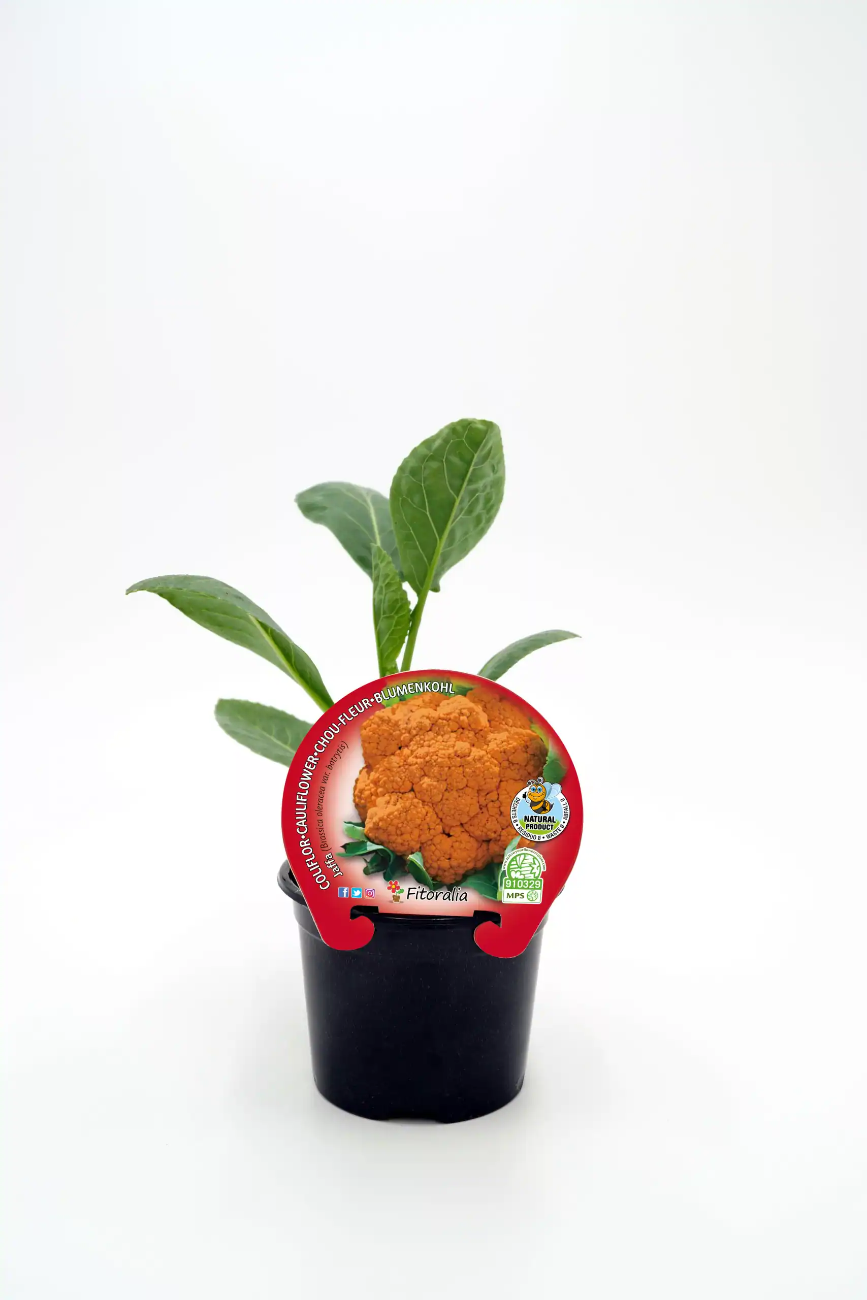 Zanahoria ornamental en maceta, cultivo ecológico, huerto orgánico, producto natural, horticultura sostenible.