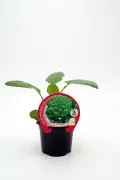 Flores de brócoli en maceta, cultivo ecológico y saludable, ideal para huertos urbanos y jardinería sostenible, con etiquetas de producto natural y de agricultura orgánica.