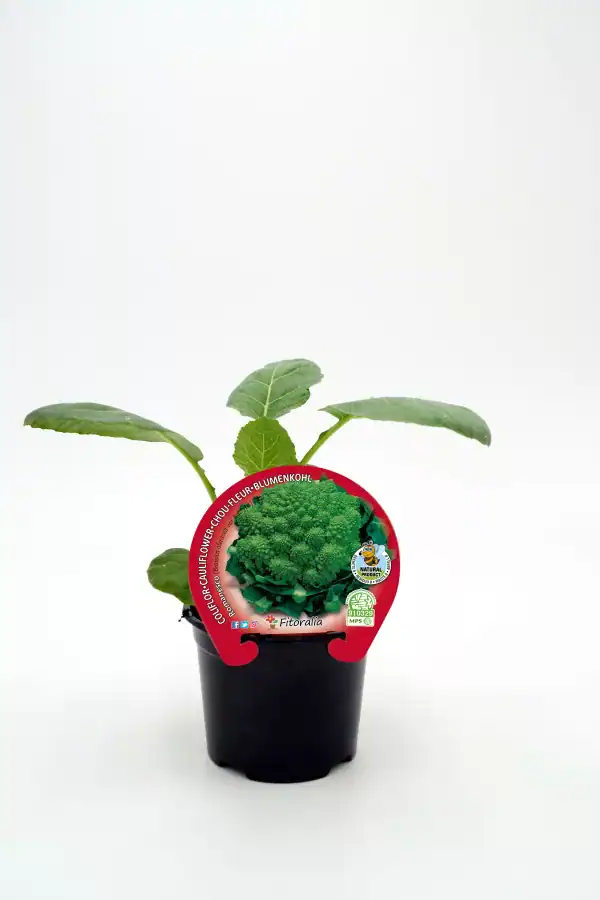 Flores de brócoli en maceta, cultivo ecológico y saludable, ideal para huertos urbanos y jardinería sostenible, con etiquetas de producto natural y de agricultura orgánica.