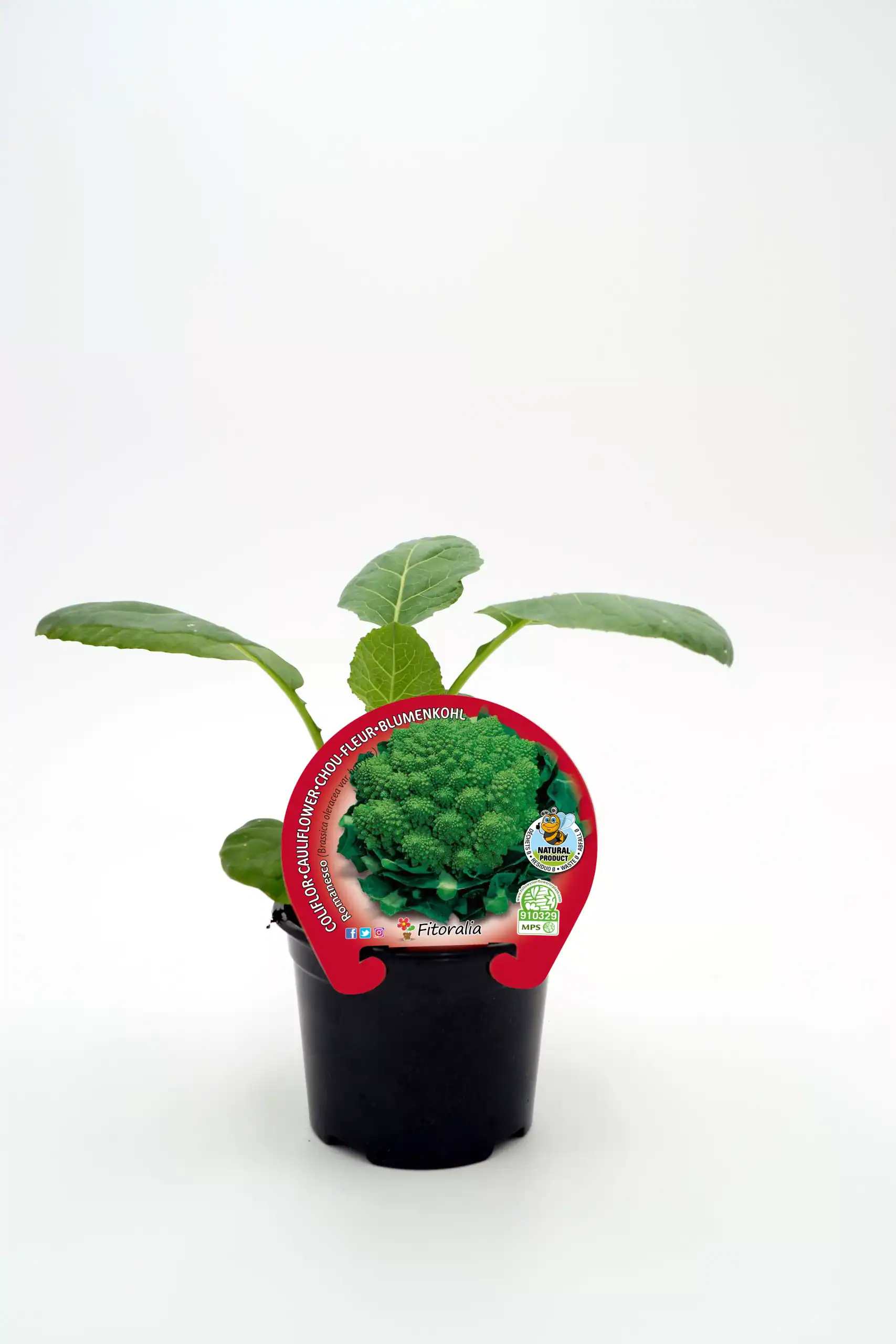 Flores de brócoli en maceta, cultivo ecológico y saludable, ideal para huertos urbanos y jardinería sostenible, con etiquetas de producto natural y de agricultura orgánica.