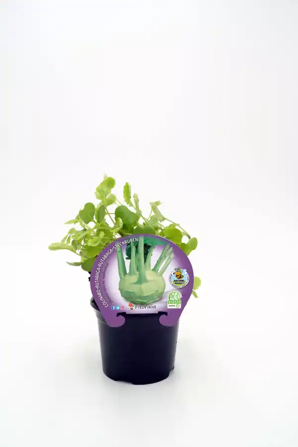 Minialga de agua dulce en maceta, cultivo ecológico, ideal para huertos urbanos y jardines sostenibles, promueve alimentación saludable y agricultura ecológica.